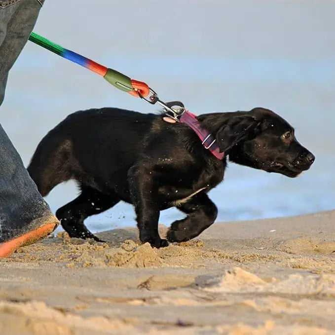 Adjustable Hands-Free Dog Leash, Suitable for Hiking, Walking, Running - Reflective, Comfortable Elastic Leash, Available in Various Colors (Orange, Pink, Black, Blue, Purple) - Durable Polyester Fiber, Machine Washable, Hiki