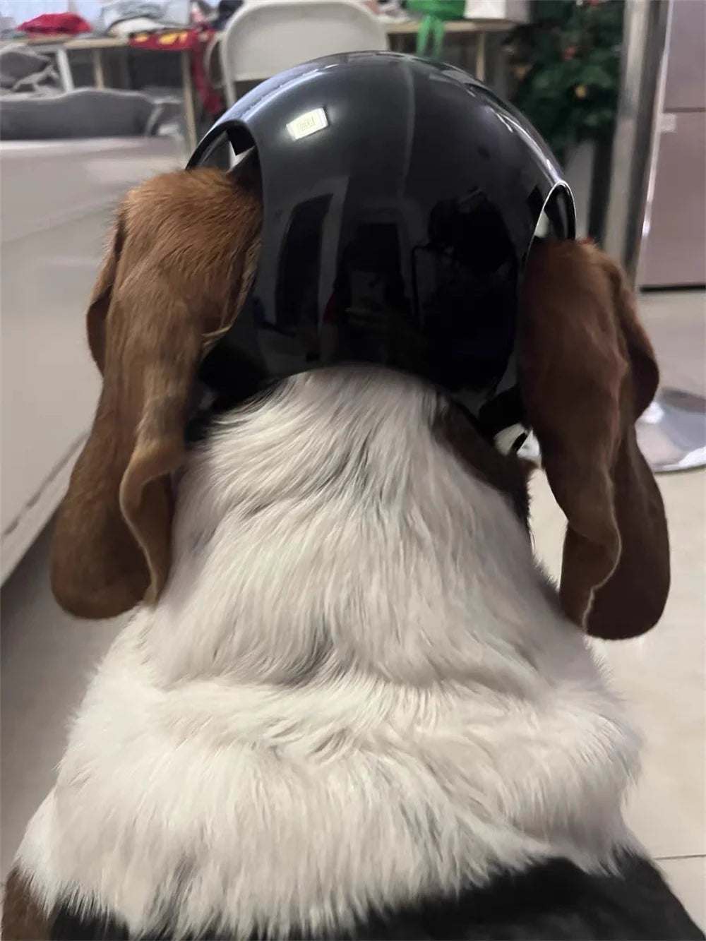 Cool Pet Dog Safety Helmet for Small Medium Dogs French Bulldog Doberman Pinscher Adjustable Motorcycle Helmets Pet Accessories