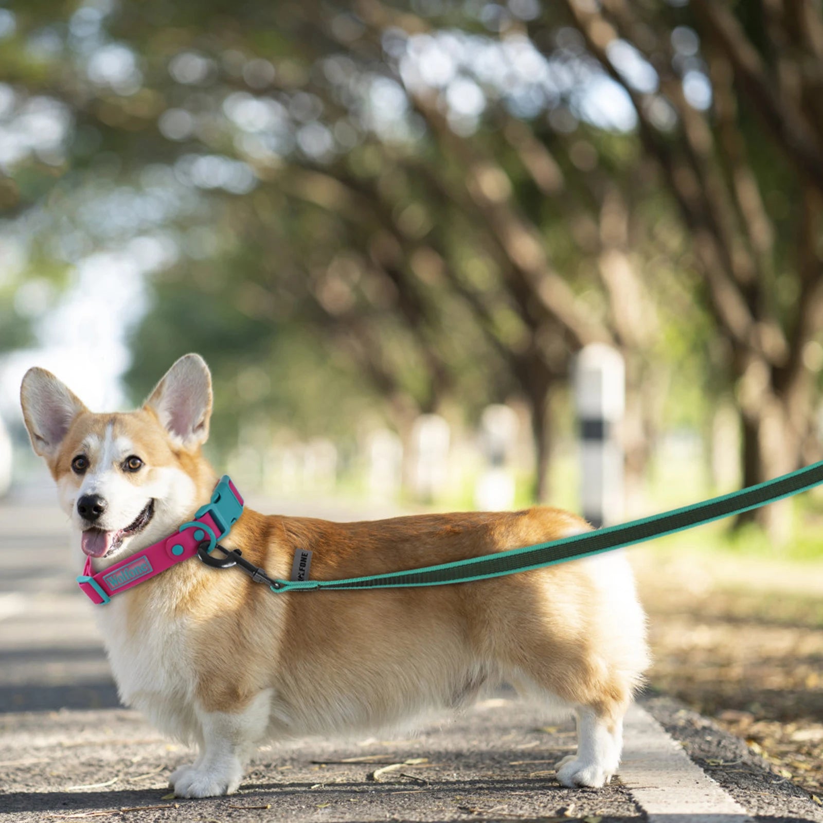 1.5M 2M 3M 15M Medium small Long Dog Leash 10M Latex Silk Easy and Convenient Light Training Big Dog Leashes 5 meter