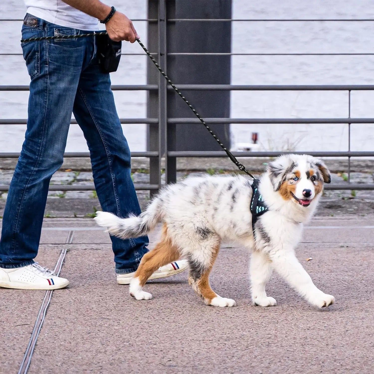 2M Pet Dog Leash with Soft Padded Handle Highly Reflective Dog Rope for Night Walking Suitable for Small Medium and Large Dogs