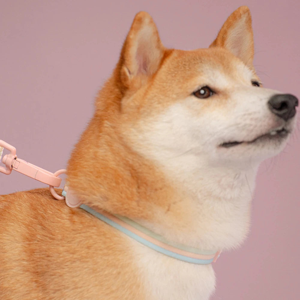 Weaving Color Blocked Pet Collar Small Medium Dogs Collar For Puppy