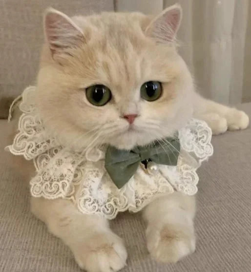 Dog Bow Bib Cute Cat Scarf Pet Accessory Small Dog Teddy Decoration Pomerian Dog Accessories Pet Accessories